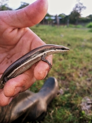 Marisora brachypoda