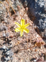 Albuca suaveolens
