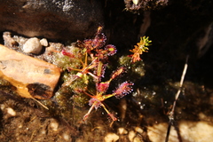 Drosera capensis
