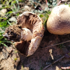 Agaricus incultorum