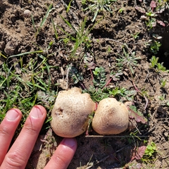 Agaricus incultorum