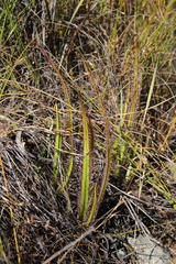 Drosera regia