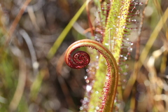 Drosera regia