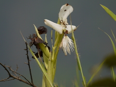 Pecteilis gigantea