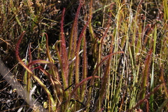 Drosera regia