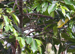 Phylloscopus coronatus