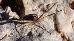 Bassaniodes