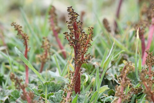 Gunnera magellanica (Gunnera magellanica)