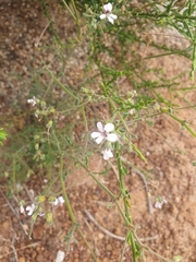 Pelargonium senecioides