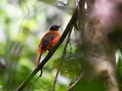 Harpactes duvaucelii