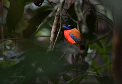 Harpactes duvaucelii