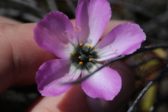 Drosera cistiflora