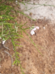 Pelargonium senecioides