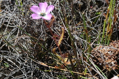 Drosera cistiflora