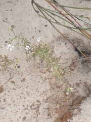 Pelargonium senecioides