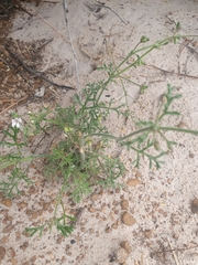 Pelargonium senecioides