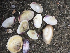 Asaphis deflorata