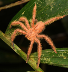 Heteropoda davidbowie