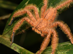 Heteropoda davidbowie