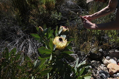 Protea magnifica