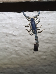 Uroplectes olivaceus