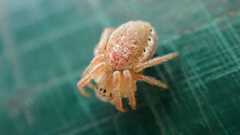 Araniella