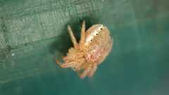 Araniella
