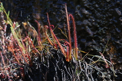 Drosera regia