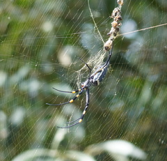 Trichonephila senegalensis annulata