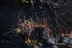 Drosera regia