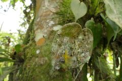 Pleurothallis prolaticollaris