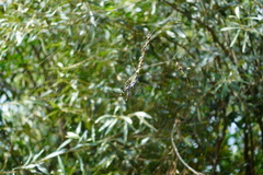Trichonephila senegalensis annulata