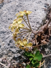Pelargonium gibbosum