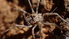 Phalangiinae