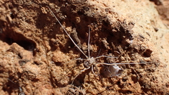 Phalangiinae