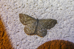 Scopula immorata