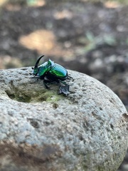 Phanaeus furiosus