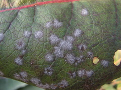 Golovinomyces verbasci