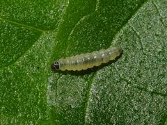 Cosmopterix pulchrimella