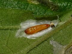 Cosmopterix pulchrimella