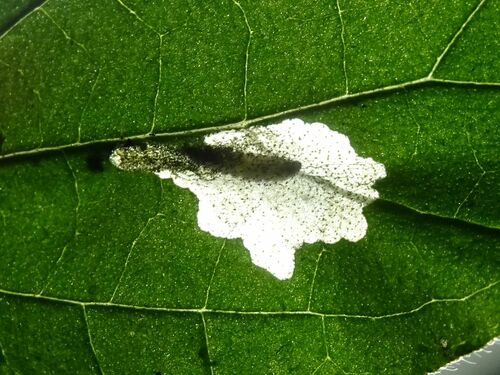 Beautiful Cosmopterix Moth