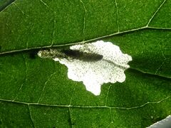 Cosmopterix pulchrimella