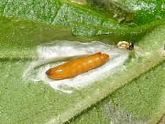 Cosmopterix pulchrimella