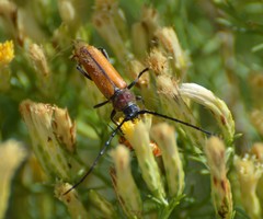 Crossidius humeralis