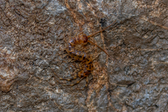 Lithobius variegatus