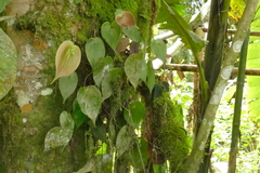 Pleurothallis prolaticollaris