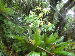 Epidendrum lacustre