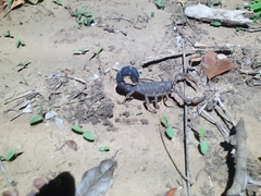 Parabuthus transvaalicus