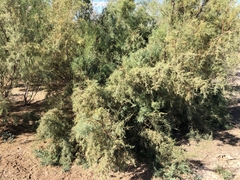 Tamarix