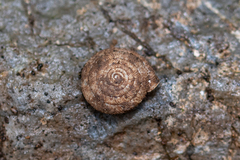 Oestophorella buvinieri